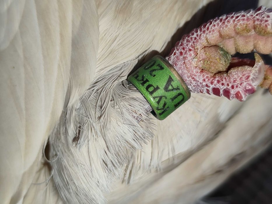 Gołębie mikołajewskie-kirowogradzkie, uk