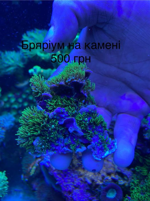 Корали для морського акваріума