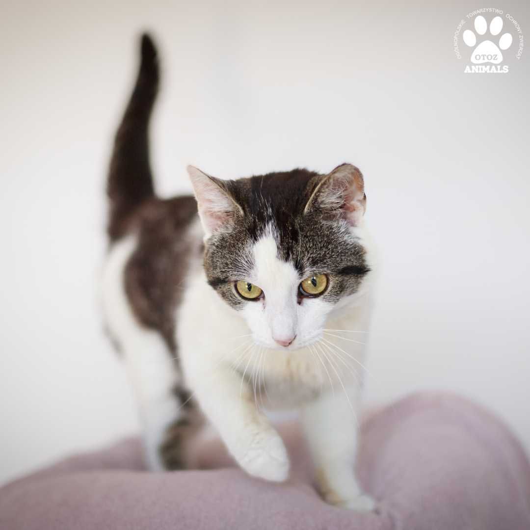 Przekochany kocurek Jędruś do adopcji!