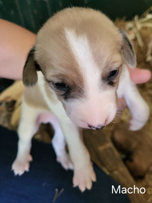 Cães bebé para adopção