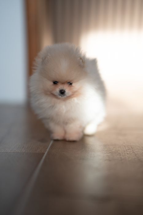 Szpic miniaturowy pomeranian