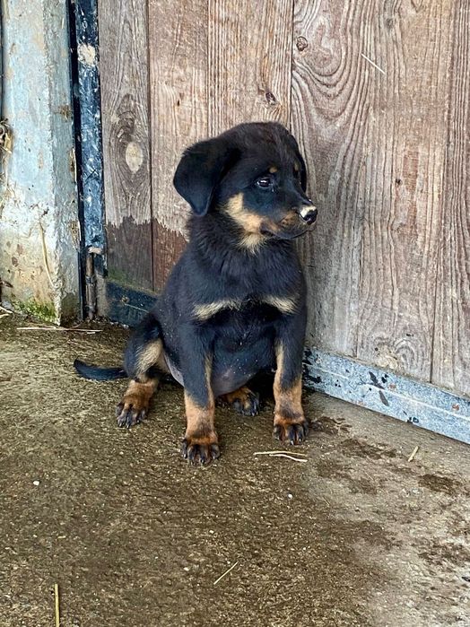 Cachorro 3 meses rott