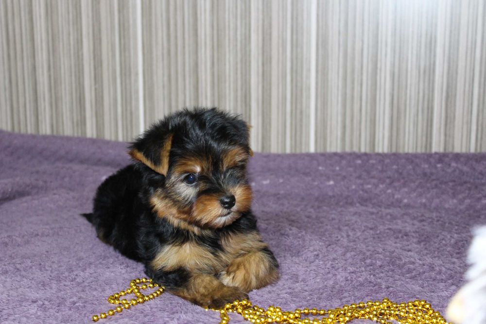 Детки-конфетки Йорка