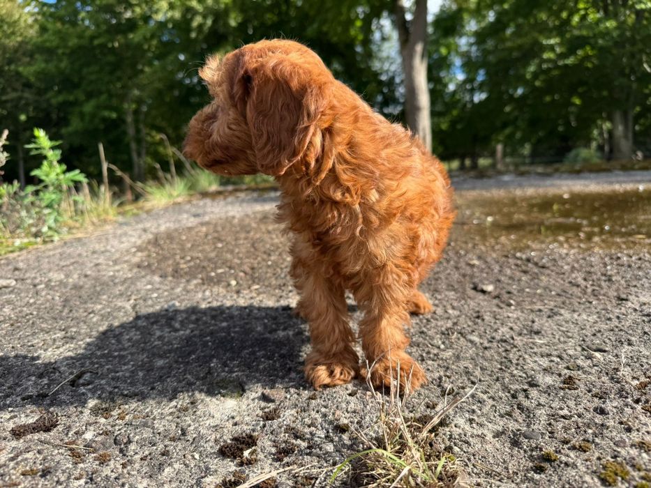 cavapoo szczeniak