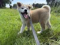 Akita inu  Tokio