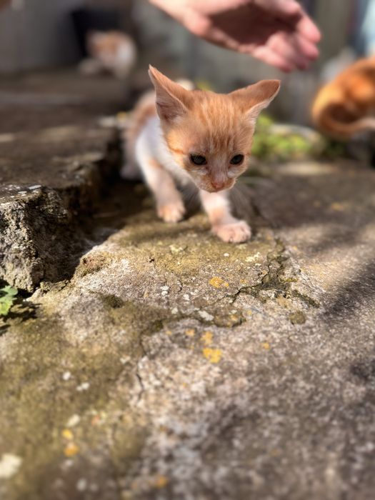 Gato com 3 meses GRATIS