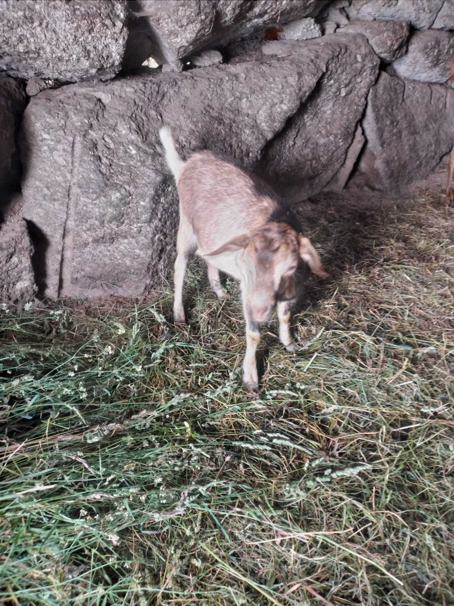 Vende-se Cabrito com 6meses
