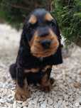 Szczeniak Cocker Spaniel Angielski