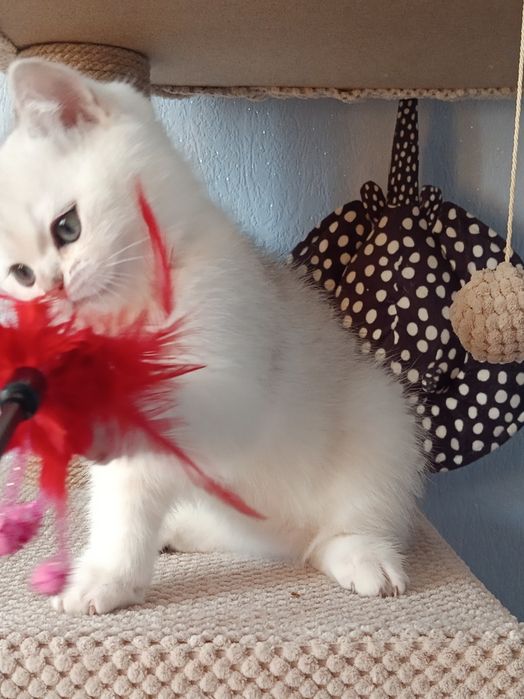 Няшний хлопчик вільний