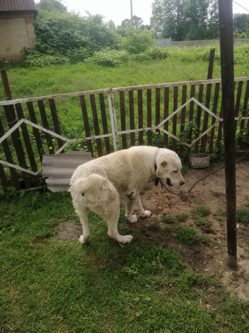 Відам у добрі руки,