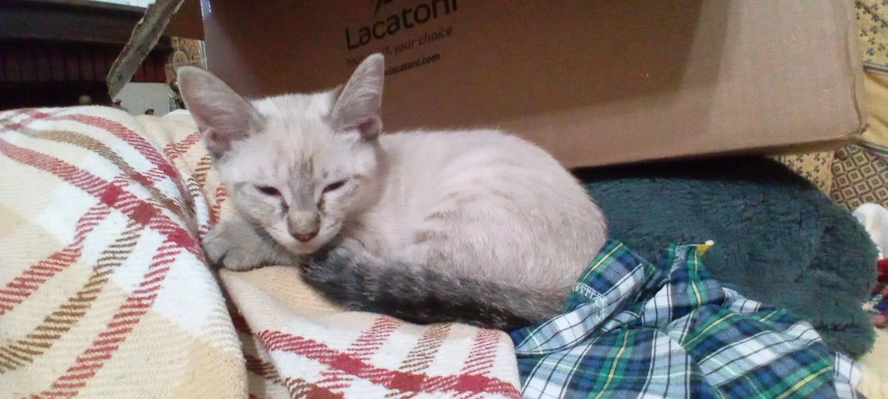 Gatinha e gatinho