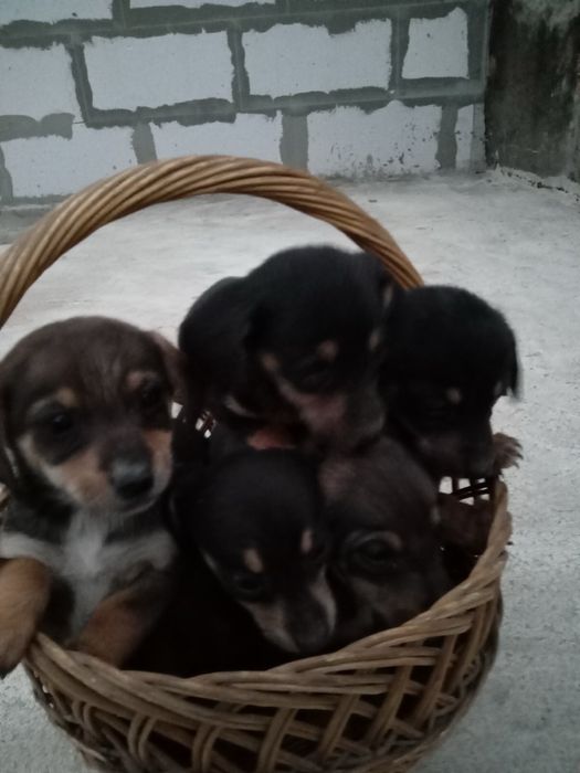 Метиси такси шукають домівку