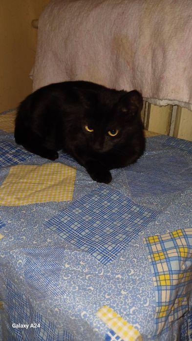 Отдам бесплатно котят