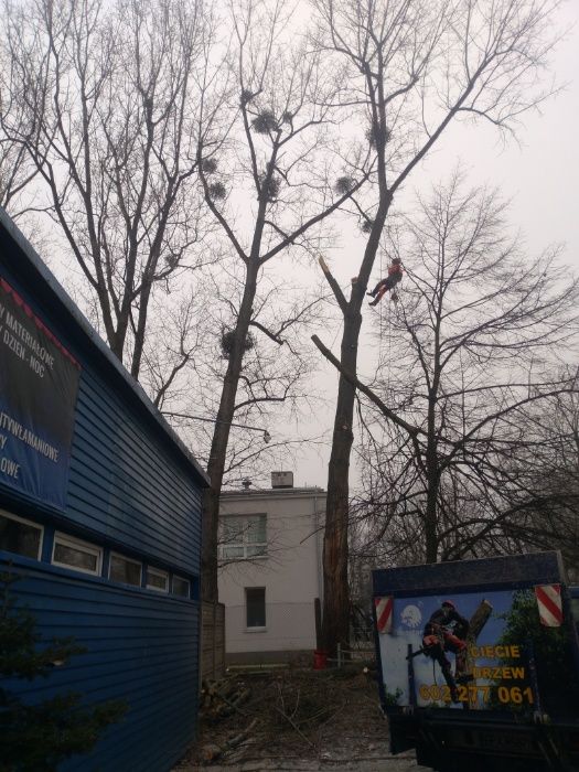 Drzewo drewno kominkowe opałow Pabianice Łódź Rzgów Ksawerów Konstanty