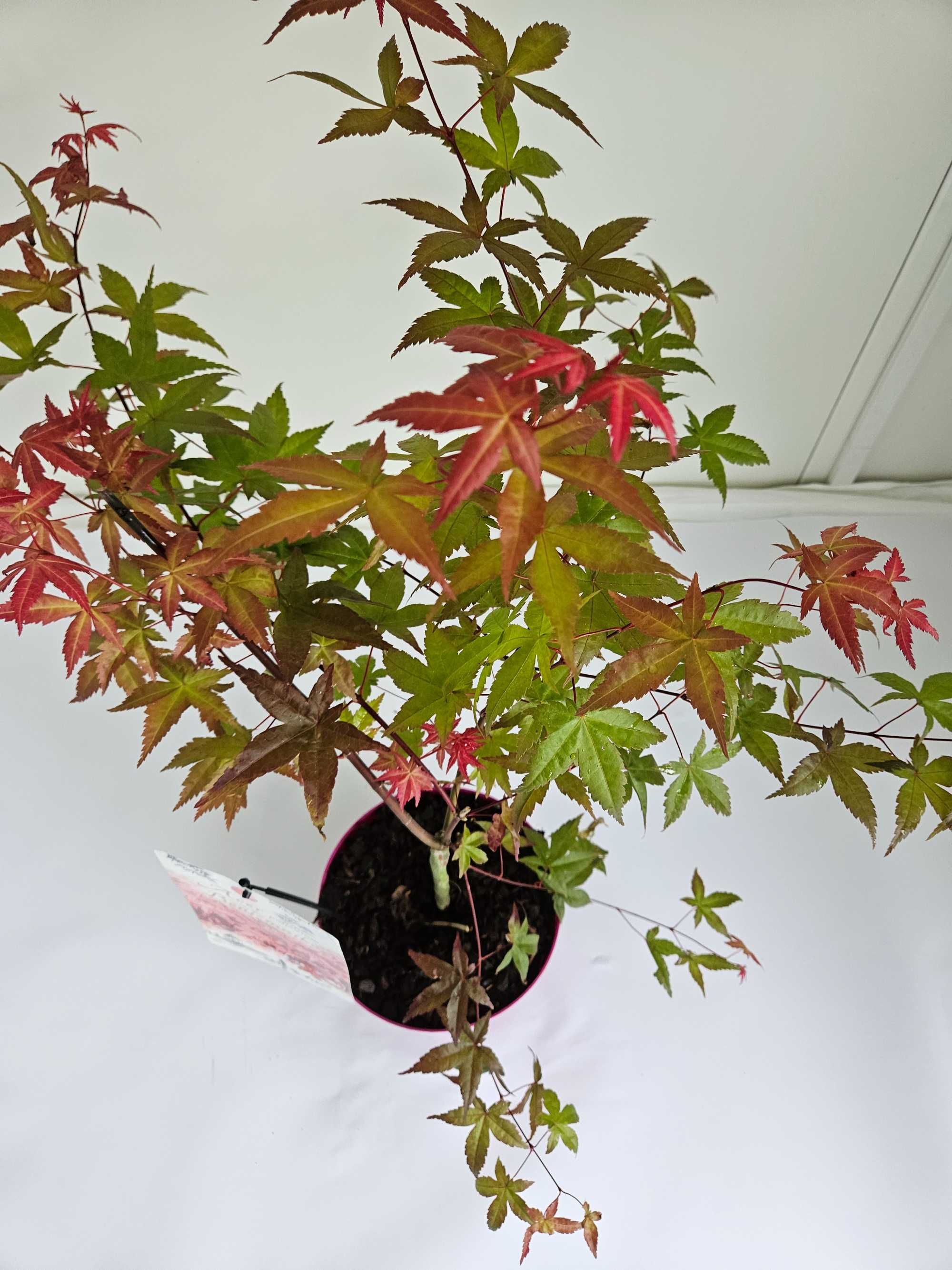 Klon palmowy 'Beni Maiko' (Acer palmatum 'Beni Maiko')