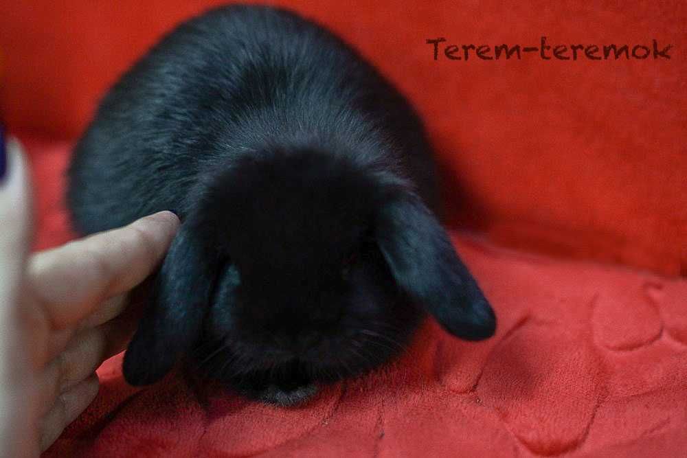 Карликове кроленя NHD у рідкісному забарвленні!