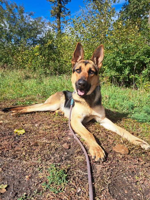Szczerbatek, pies w typie owczarka do adopcji