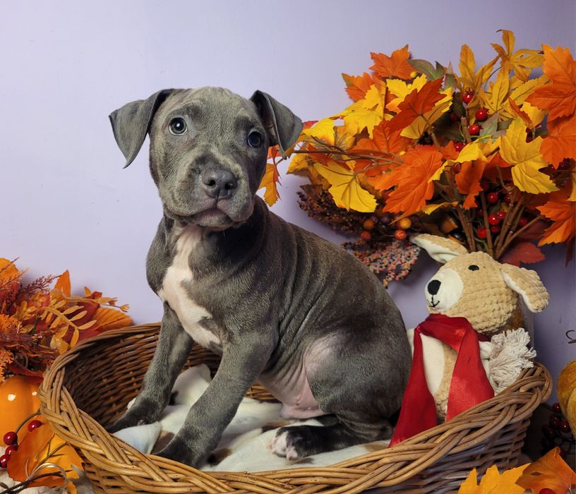 Śliczny piesek Amstaff blue!