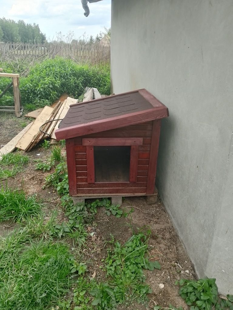 Buda dla średniego psa
