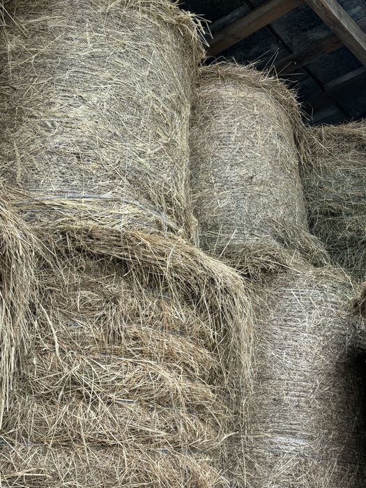 Siano w belach tegoroczne