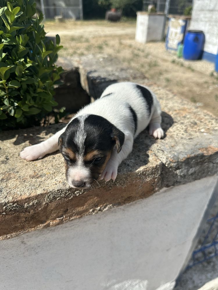 Magnífico menino jack russel