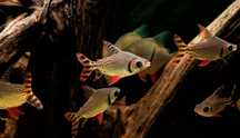 Flagtail, leszczanka nakrapiana, Semaprochilodus taeniurus