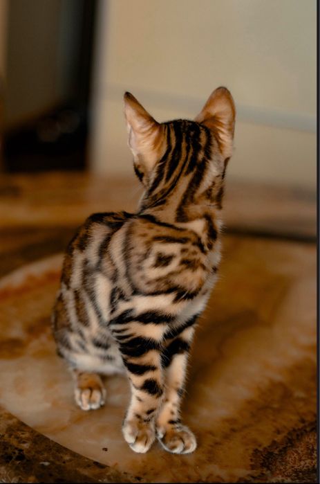 Бенгальське кошеня дівчинка