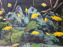 Mlode pyszczaki  yellow, mpanga