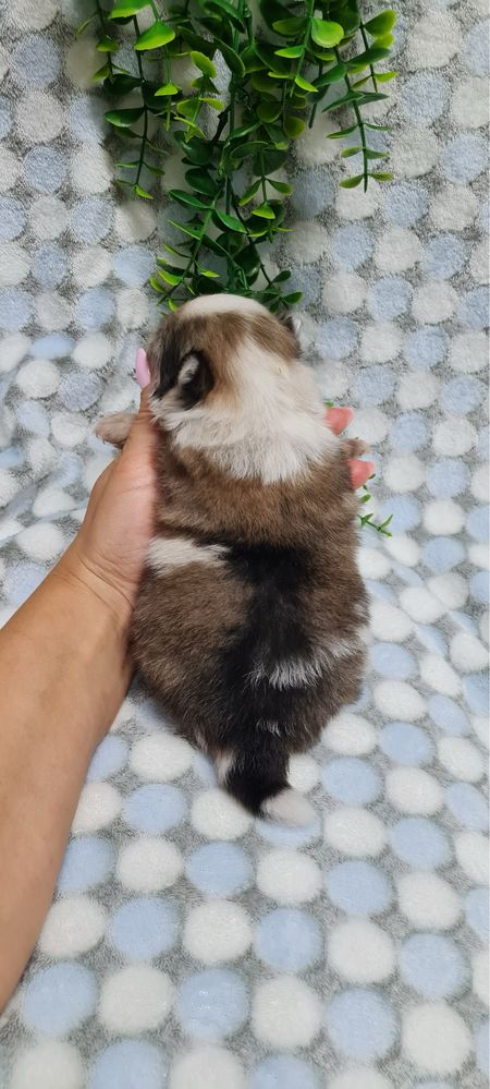 Excelente Lulu da Pomerania/Spitz Alemão Anão de Qualidade