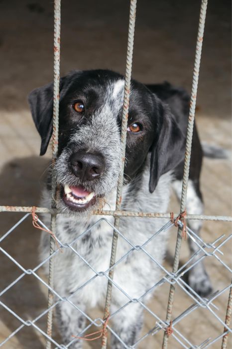 Wyzel Batman szuka dobrego domu