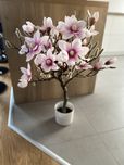 Magnolia