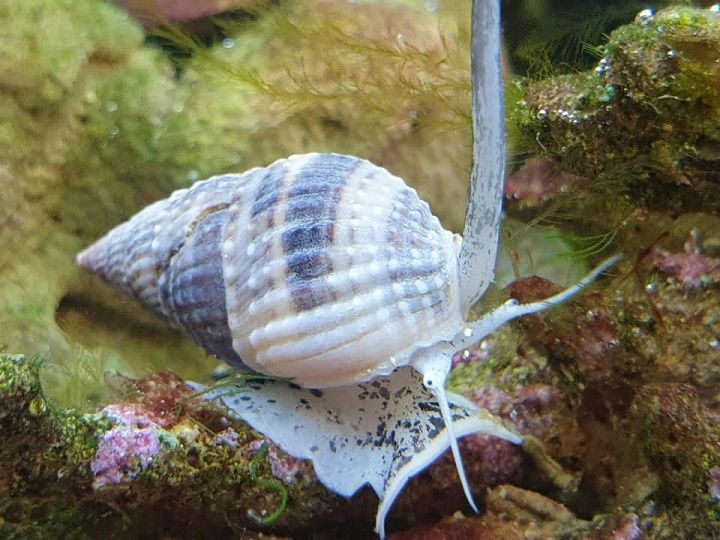 Nassarius sp. Doskonały jako element ekipy czyszczącej,