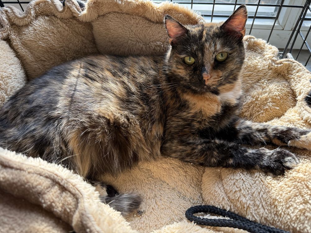 Toffi - wyjątkowa koteczka do adopcji