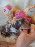 **JAMNIK MINIATUROWY **sunia choco merle do rezerwacji
