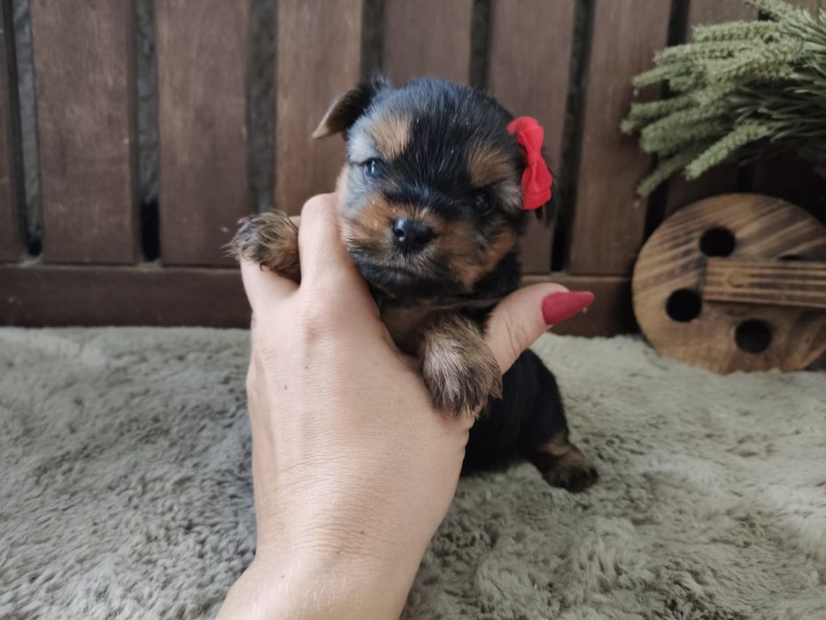 Yorkshire Terrier Fêmea