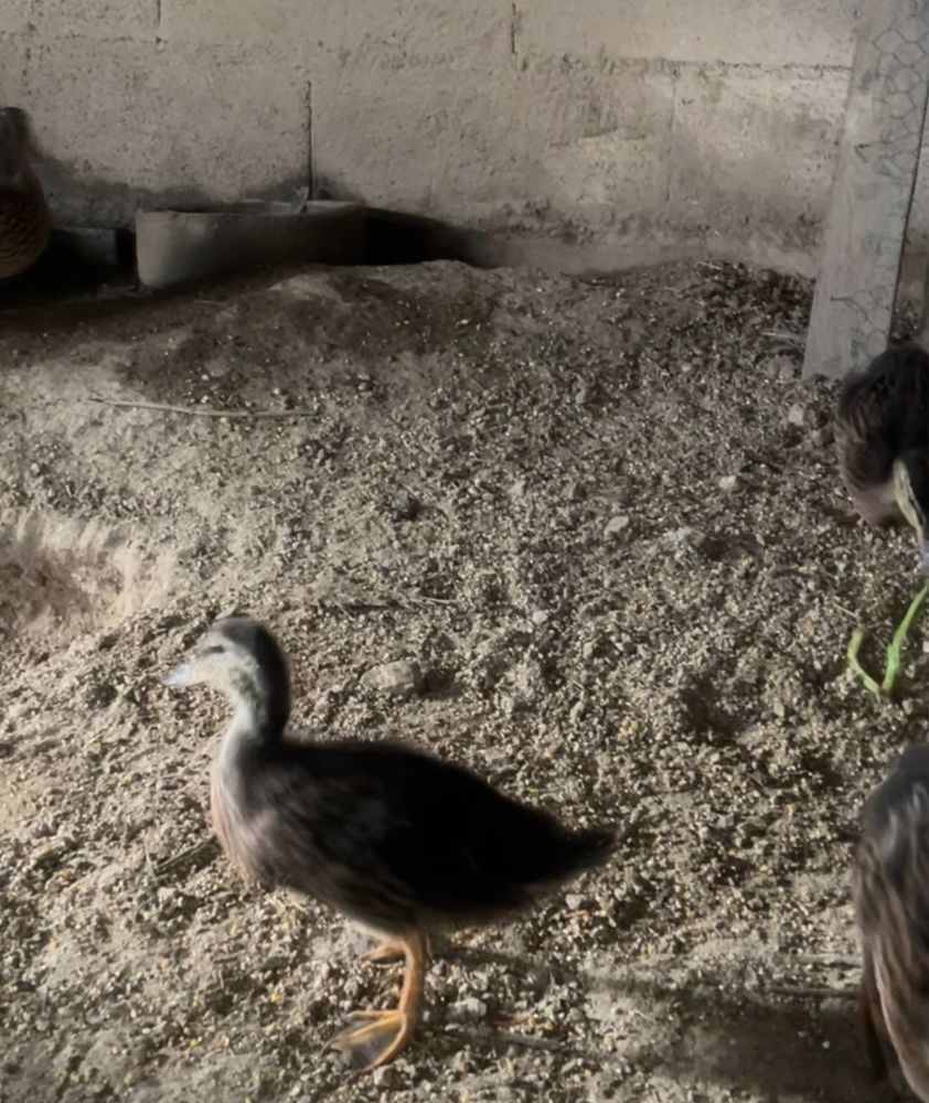 Pato bravo até 10 patos