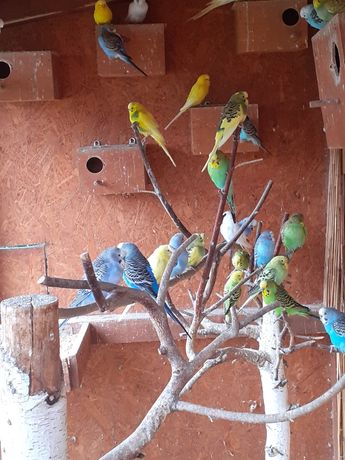 Papugi faliste młode