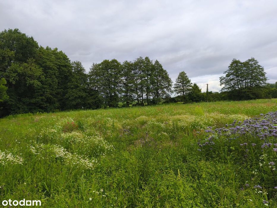 Działka 3004 m² – Chrośna (Solec Kujawski), WZ na 2 domy, woda, prąd!