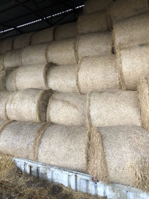 Сенно высшего качаства в тюках круглых 250кг.