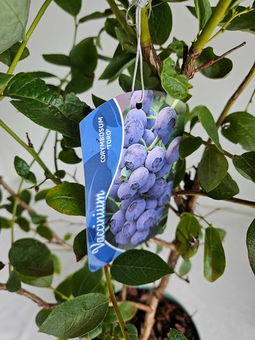 Borówka amerykańska XXL Toro 130cm C7 – krzew owocowy + nawóz gratis