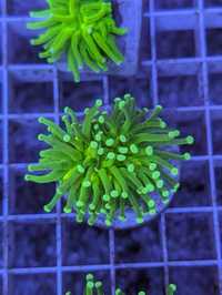 Euphyllia Green yellow mouth WYSIWYG #R2M7