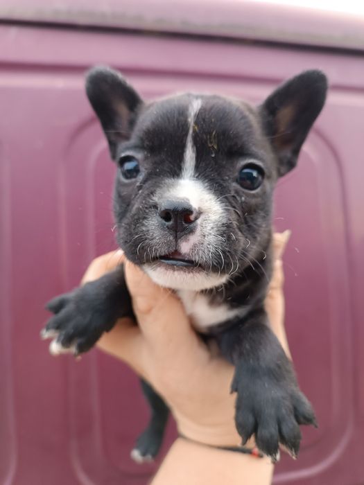 Француженки і французики,гарнюні,розумні, милі,здорові! Найкращі ваші!