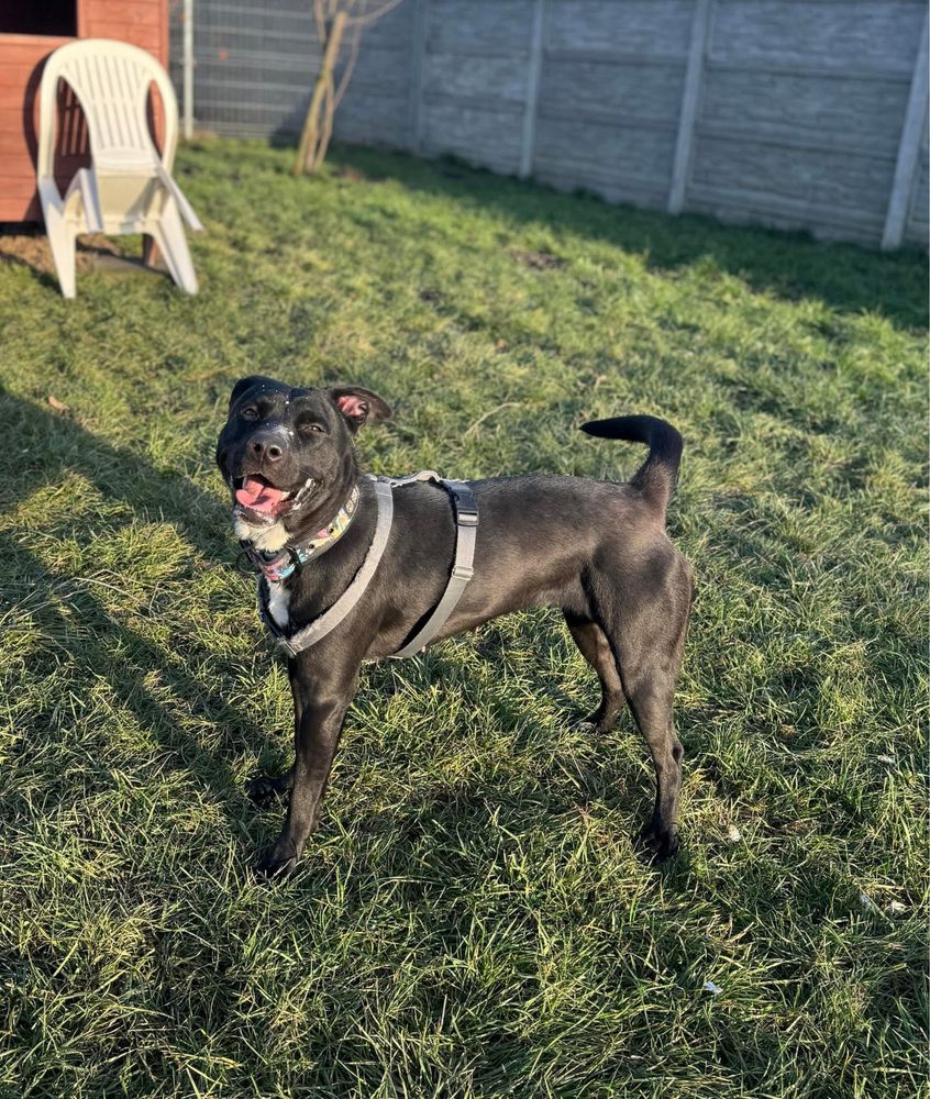 Daisy suczka w typie amstaffa Kalisz Wroclaw Poznan Lodz