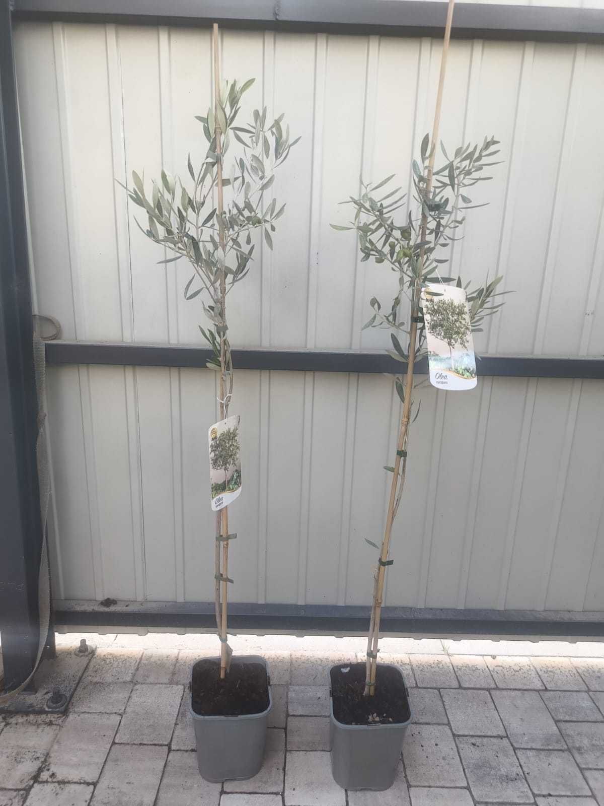Oliwka Europejska – Olea Europaea