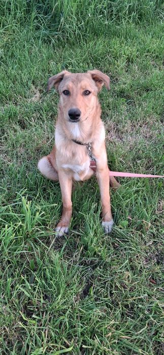 Frajda czysta radość