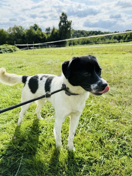 Cudowny Reksio szuka domku