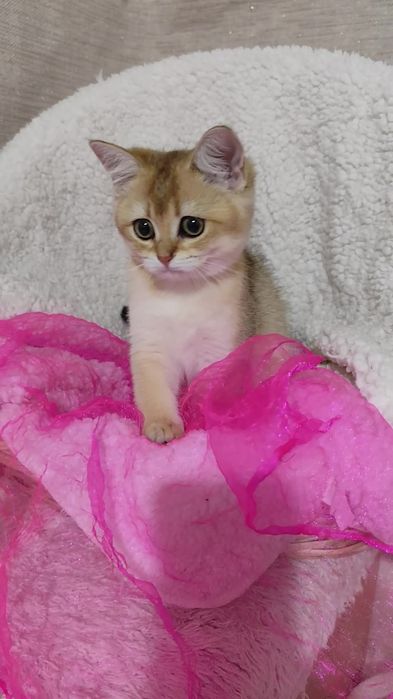 Прямоухие шикарные котята золотая шиншилла мальчик девочка