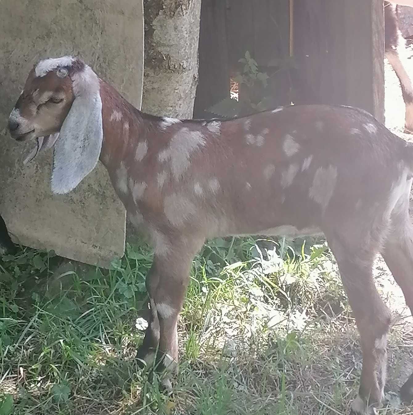 Kozy Anglonubijskie