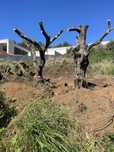 Vendo  oliveiras centenarias