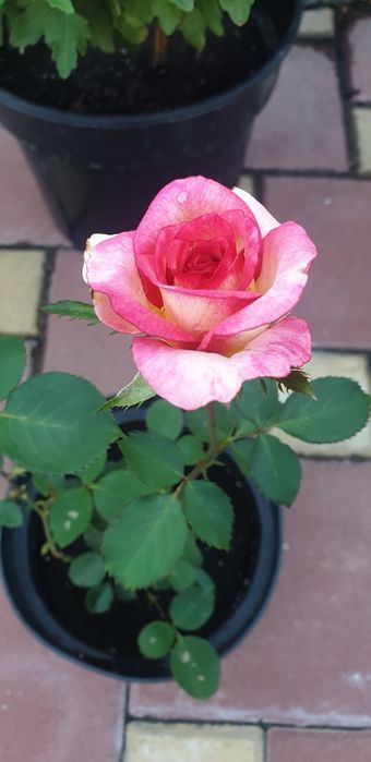 Саженцы розы" Супер Трупер","Романза","Хулио Иглесиас","Ред интуишн"